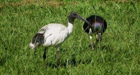 IMG_7042 Australian Ibis @ Brisbane.JPG