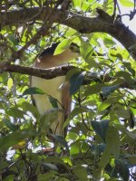 IMG_7058 Nankeen Night Heron @ Brisbane.jpg