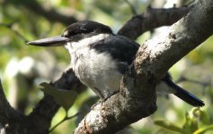 IMG_7082 Torresian Kingfisher @ Brisbane.JPG