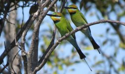 IMG_7103 Rainbow Bee-eater @ Brisbane.JPG