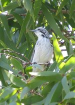 IMG_7092 Striped Honeyeater @ Brisbane.jpg