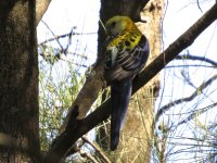 IMG_7087 Pale-headed Rosella @ Brisbane.JPG