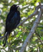 IMG_7048 Spangled Drongo @ Brisbane.jpg