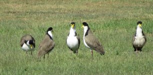 IMG_7045 Masked Lapwing @ Brisbane.JPG