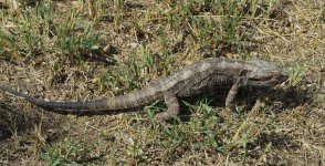 IMG_7084 lizard sp. @ Brisbane.JPG