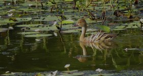 IMG_7125 Plumed Whistling Duck @ Brisbane.JPG