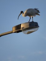 IMG_7138 Australian Ibis @ Gold Coast.jpg