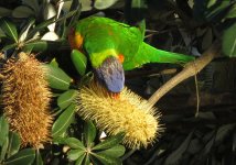 IMG_7143 Rainbow Lorikeet @ Gold Coast.JPG