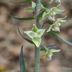 Violet Helleborine Strange Floret B.jpg