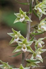 Violet Helleborine Floret B.jpg