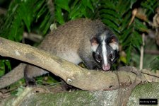 Formosan Gem-faced Civet.jpg