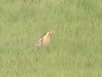 great bittern.jpg