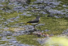 Grey Wagtail.jpg