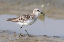 Little Stint (02) - Copy.jpg