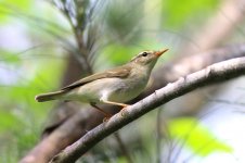 Arctic Warbler (01) - Copy.jpg