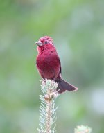 Vinaceous Rosefinch (Carpodacus vinaceus)800.jpg