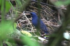 Siberian Blue Robin (02) - Copy.jpg