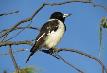 IMG_7147 Pied Butcherbird @ Gold Coast.JPG