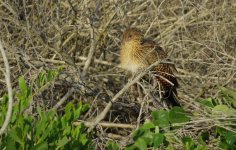 IMG_7148 Pheasant Coucal @ Gold Coast.JPG