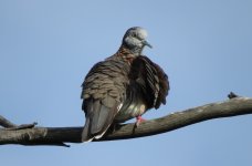 IMG_7159 Bar-shouldered Dove @ Gold Coast.JPG