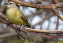 IMG_7196 Yellow-rumped Thornbill @ Gold Coast.JPG