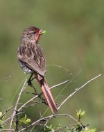 Przevalski's finch or pink-tailed bunting (Urocynchramus pylzowi)800.jpg