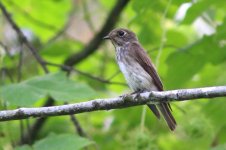 Dark-sided Flycatcher (02) - Copy.jpg