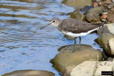 Green Sandpiper.jpg