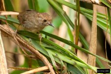 Dusky Fulvetta 2.jpg