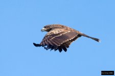 Black Kite 3.jpg