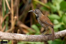 Black-necklaced Scimitar-Babbler 2.jpg