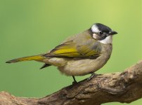 chinese bulbul pond lamma HK D5 300PF_DSC0256.jpg