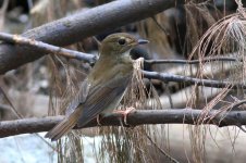 Brown-chested Jungle Flycatcher (01) - Copy.jpg