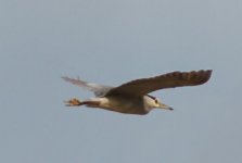 black-crowned_night_heron.jpg