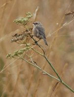 bushtit.jpg