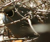 california_quail.jpg