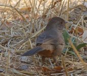 california_towhee.jpg