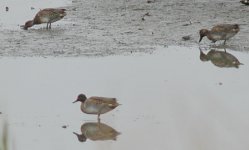 green-winged_teal.jpg