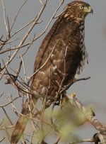 northern_harrier.jpg