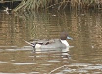 northern_pintail.jpg