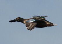 northern_shoveler.jpg