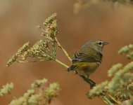 orange-crowned_warbler.jpg