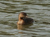 pied-billed_grebe.jpg