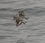 red-necked_phalarope.jpg