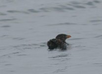 tufted_puffin.jpg