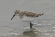 western_sandpiper.jpg