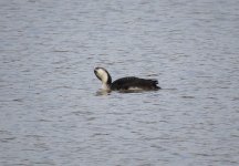 Pacific Diver, DBCP 15.jpg