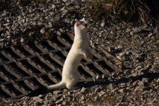 ermine 1 Jan 2017.jpg