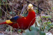 Golden Pheasant.jpg