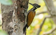 Greater Flameback.jpg